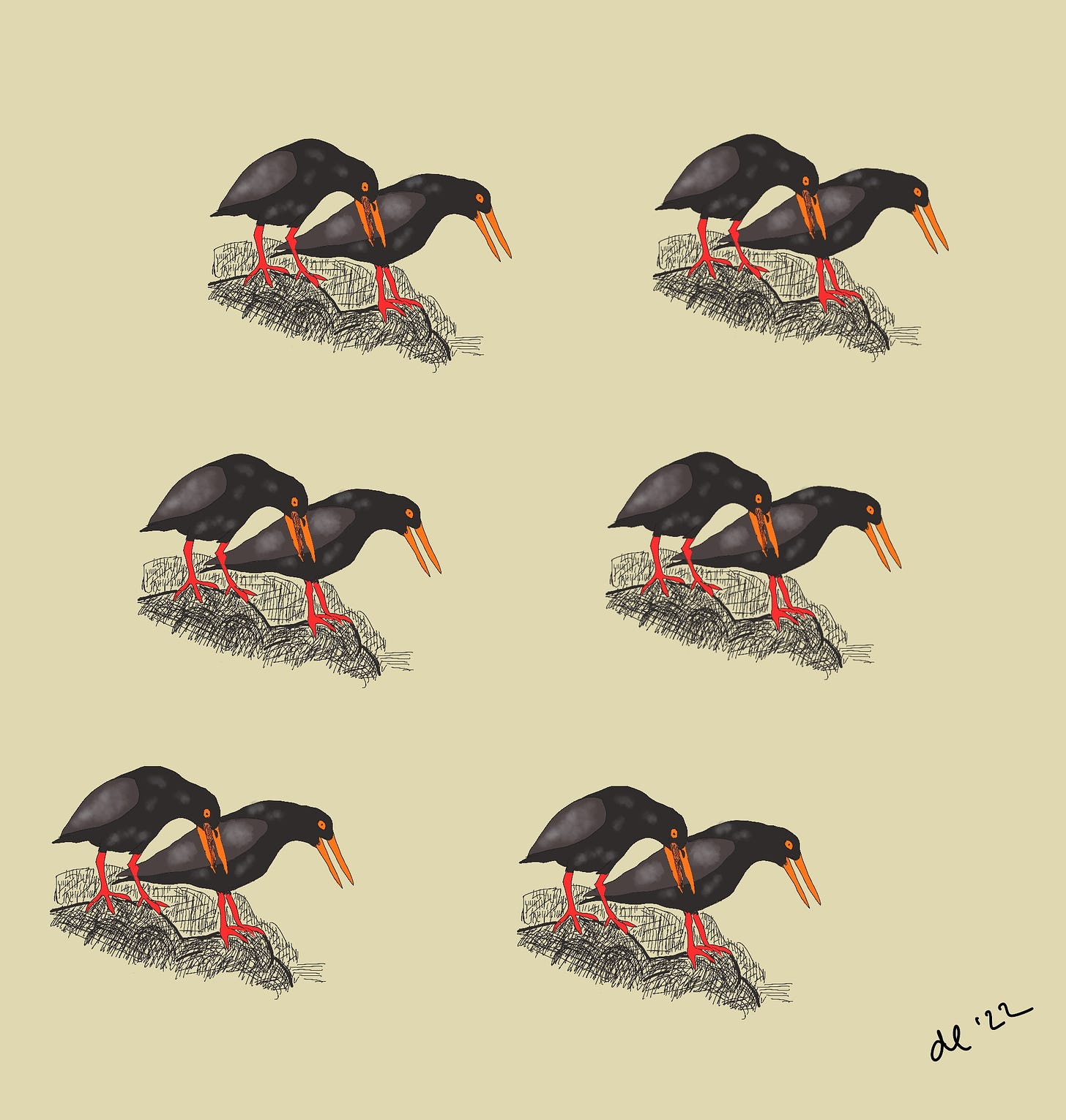 an illustration by the author of 6 identical pairs of oystercatchers standing on a rock