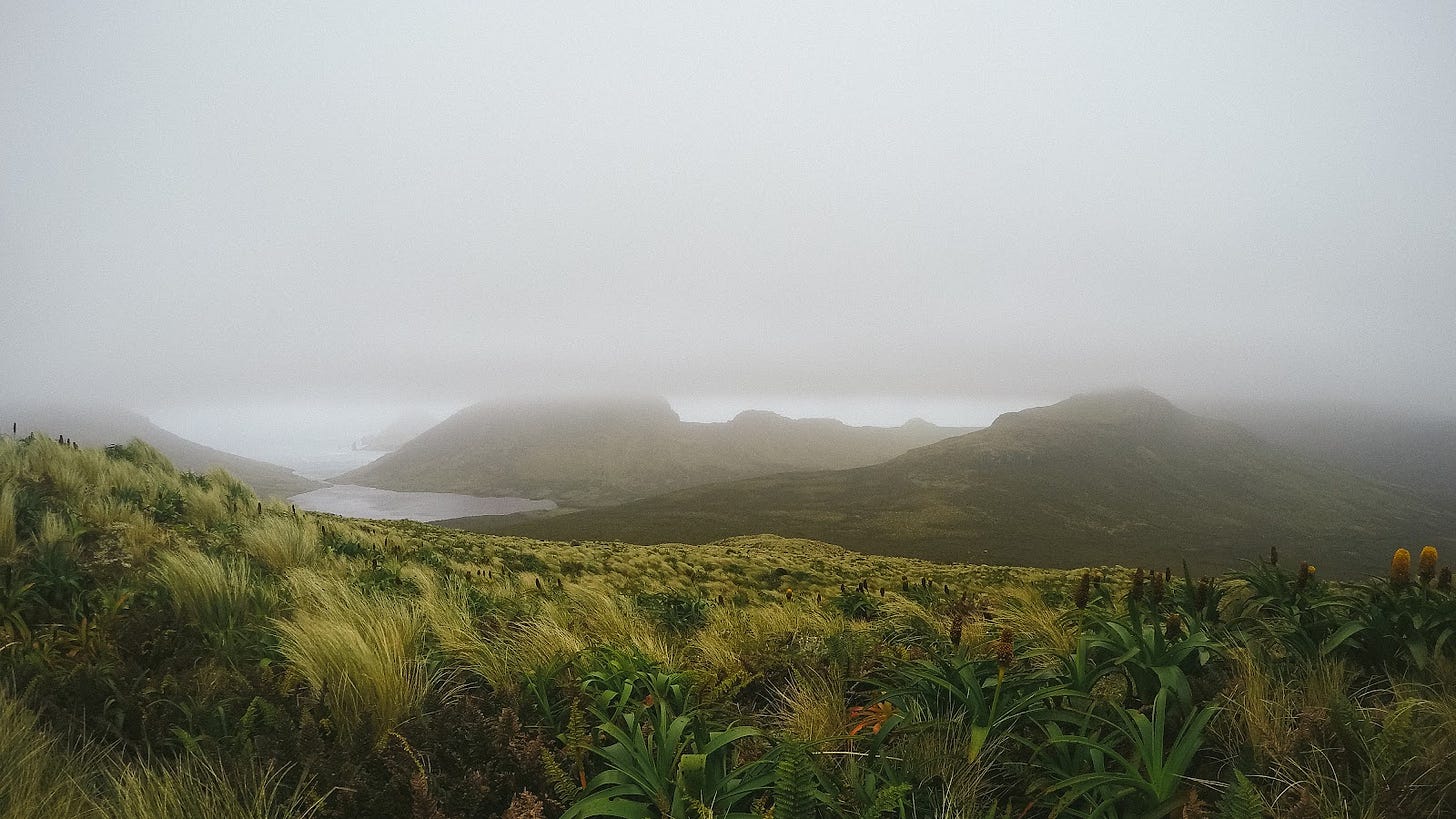 A photograph of a wide landscape. In the foreground is tussock and mega herbs, in the background are mountains and a small harbour. The top third of the photograph is obscured by thick grey cloud. 