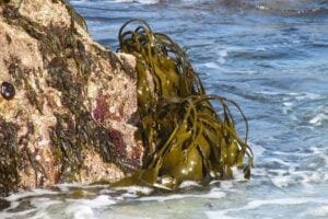 Brown algae are particularly widespread on rocky shores in temperate and cold latitudes and there absorb large amounts of carbon dioxide from the air worldwide.