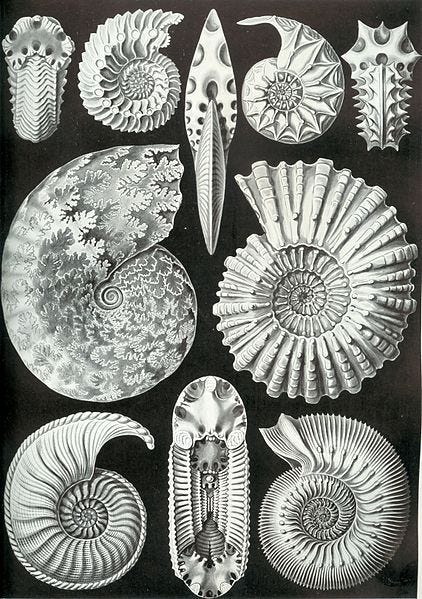 File:Haeckel Ammonitida.jpg