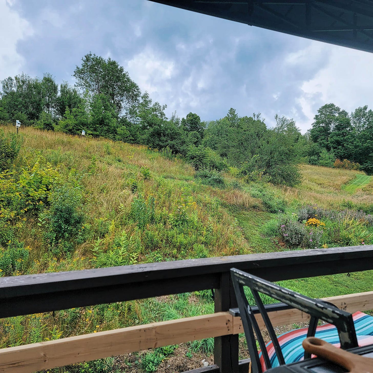 a biodiverse, green hillside filled with tons of plants and towering trees amid a cloudy grey sky. photo taken from beneath a gazebo on a deck, with a corner of the table and chair peeking into the frame.