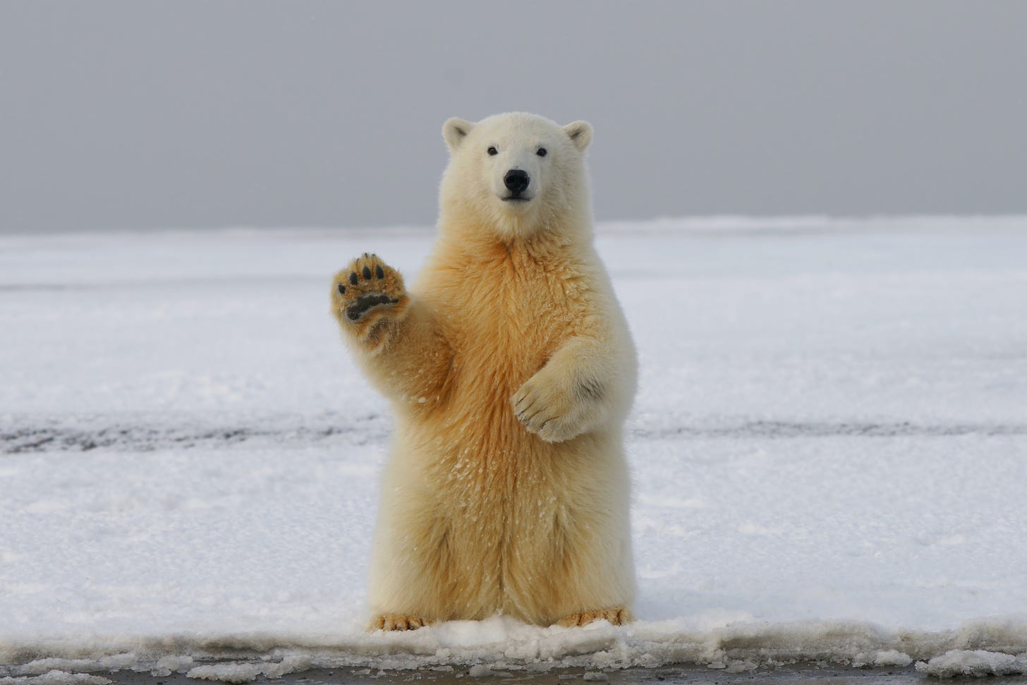 A polar bear sitting on its hind legs holding up one front paw and appearing to be waving hello