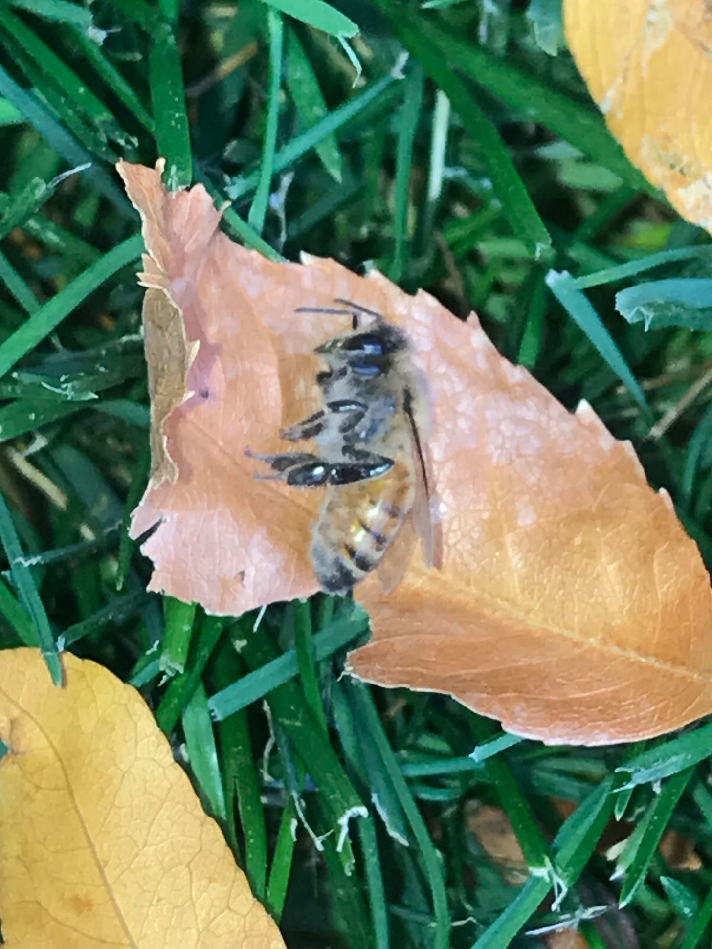 A dead bee on a leaf.