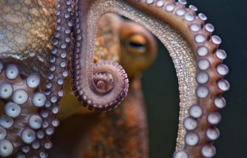 Close up of the tentacle of an octopus and the eye in the background