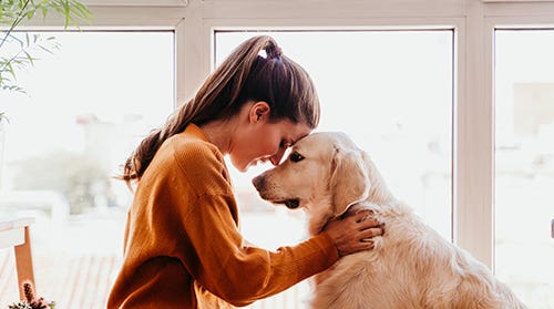 4 ways dogs positively impact your mental wellbeing | Queensland Health