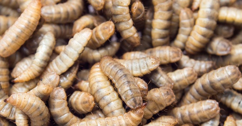 Something fishy about eating insects | Business | Chemistry World
