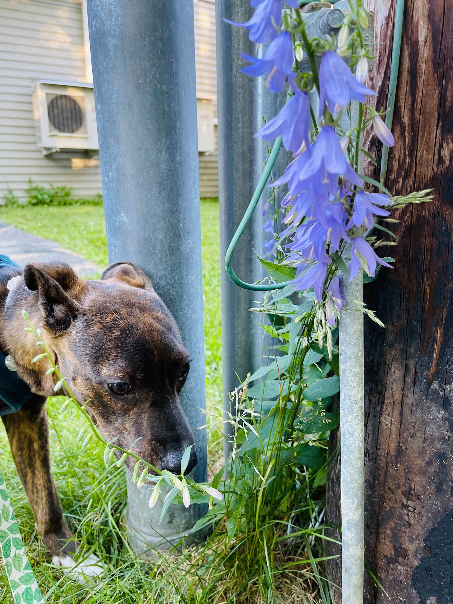 puppy smelling a flower that's growing between a telephone pole and metal tubing