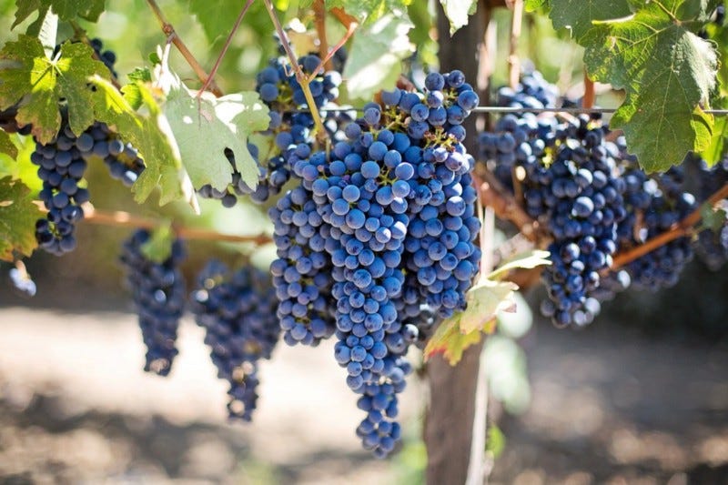 Grapes in vineyard.