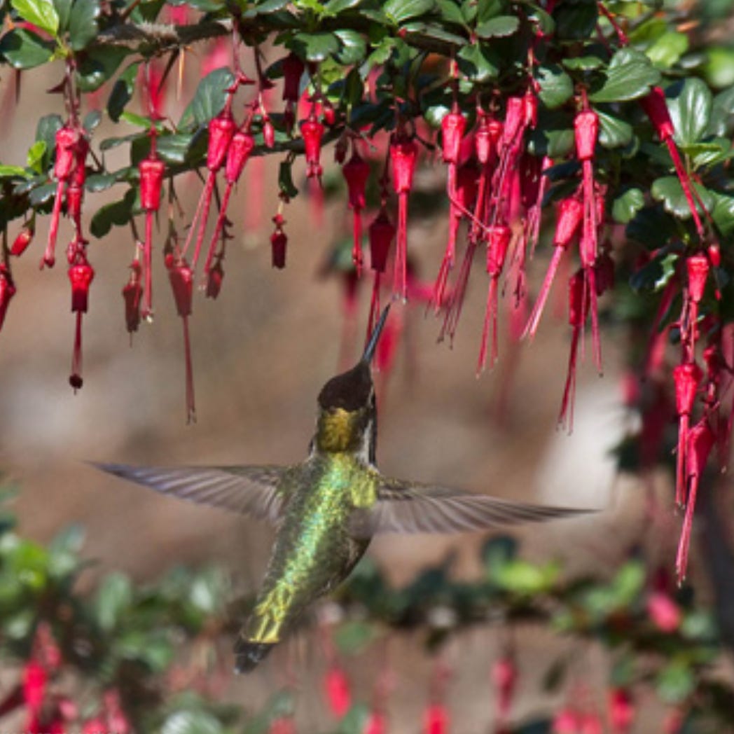 Male Anna's hummingbird at fuchsiaflower gooseberry