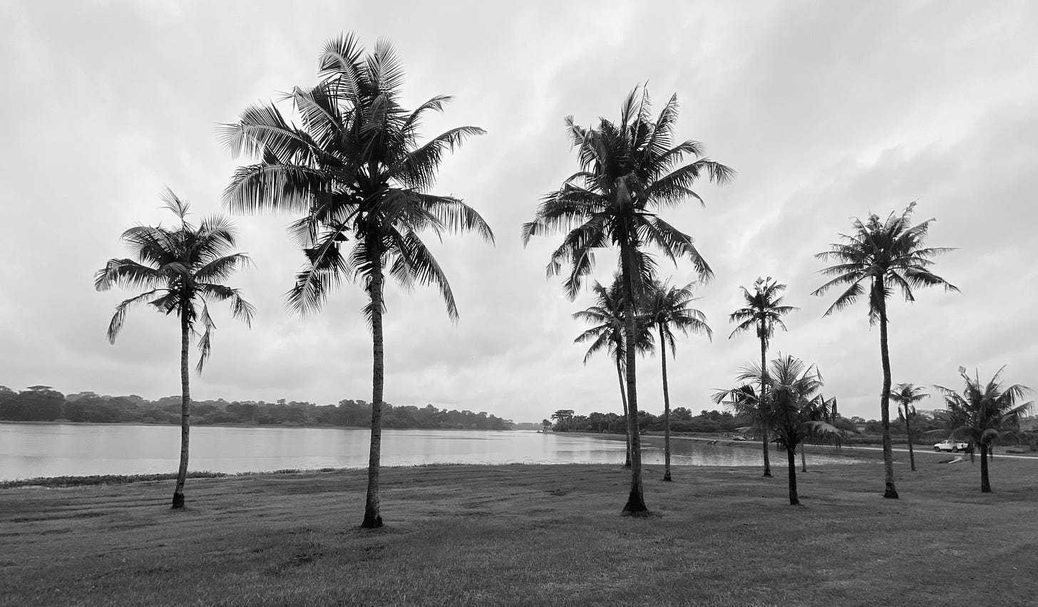 Palm trees standing by a man-made lake in IITA Ibadan, Nigeria