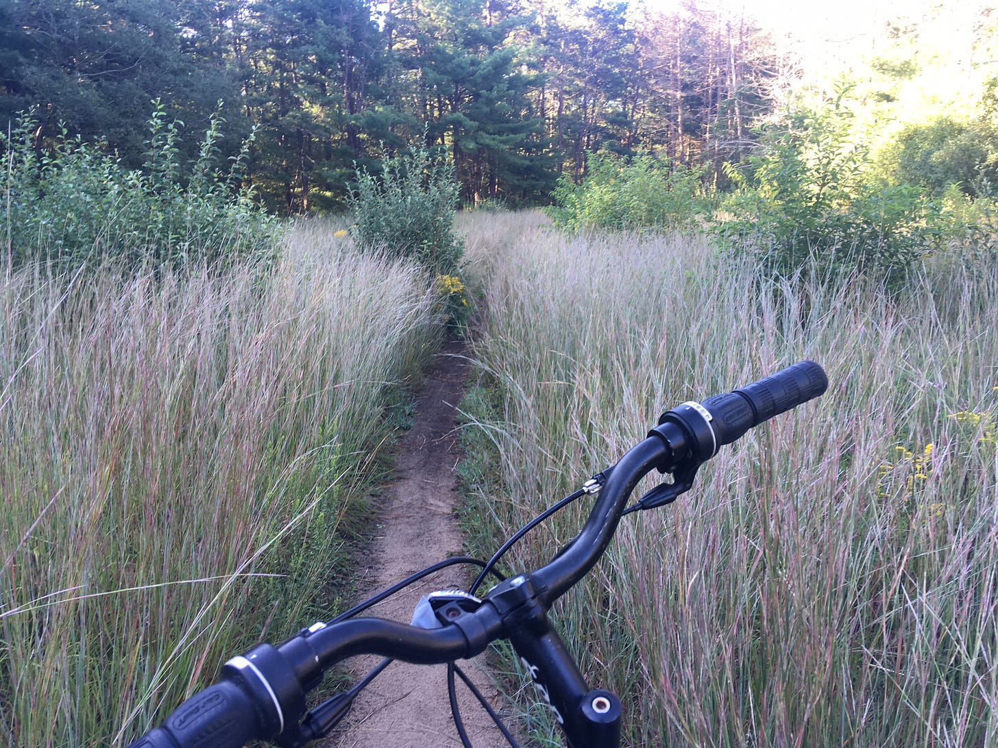 The handlebars of my bike on a trail running through tall grass