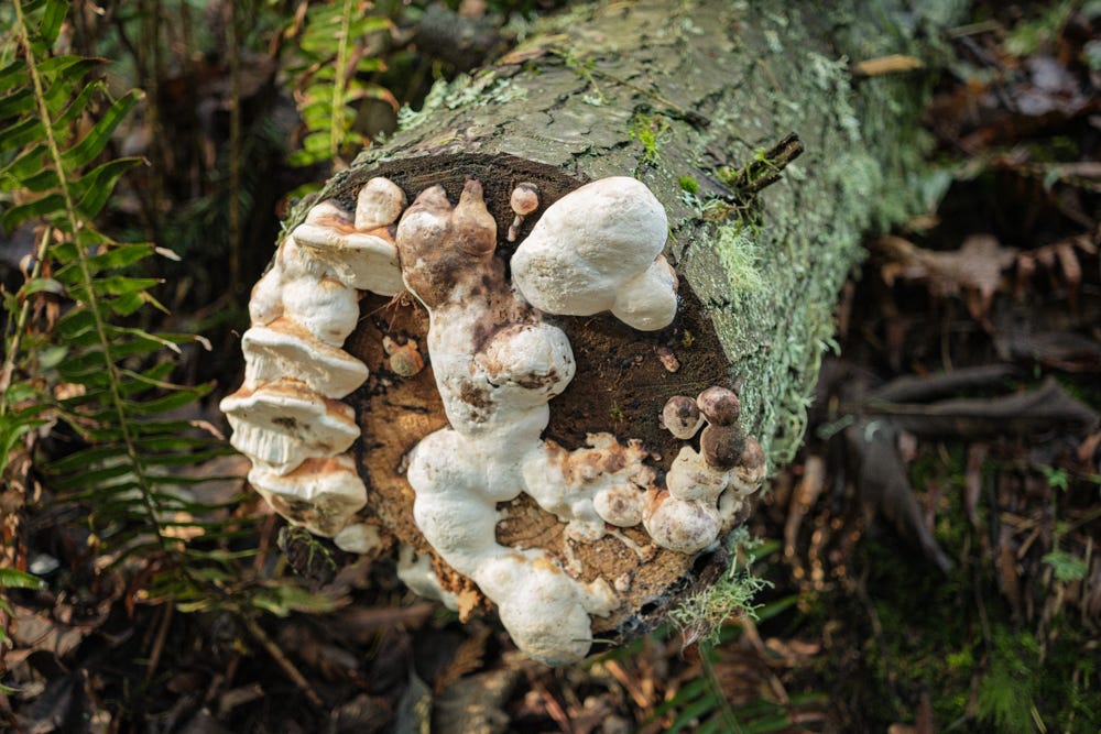 A white fungus in blobby ovoid shapes is affixed to the cut end of a lichen colored log in the Pacific Northwest. 
