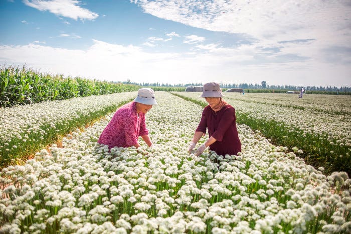 Farmers picking flowers in 2019 near the eastern city of Binzhou. China’s farmers are facing pressure from the authorities to grow rice and wheat instead