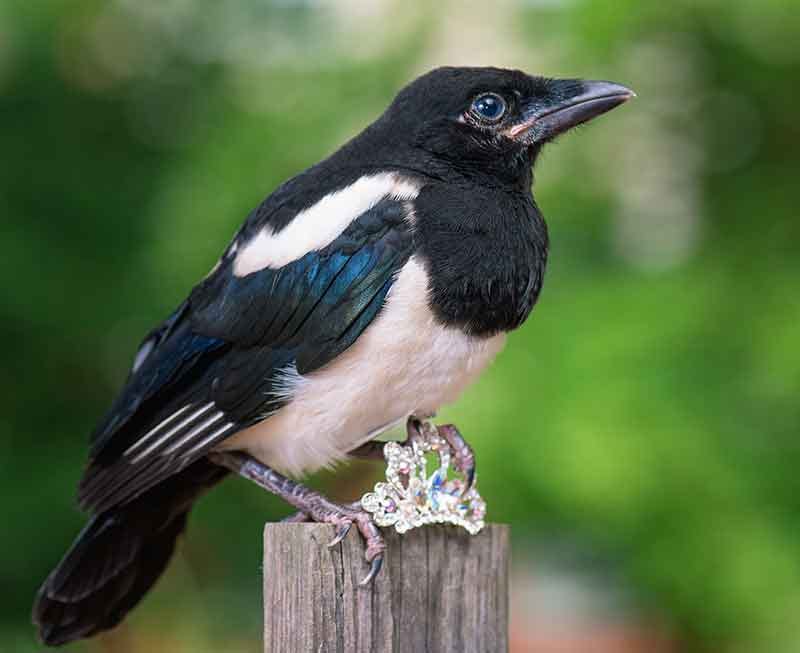 Magpie With Jewellery