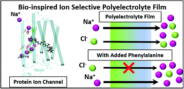 Graphical abstract: Bio-inspired incorporation of phenylalanine enhances ionic selectivity in layer-by-layer deposited polyelectrolyte films