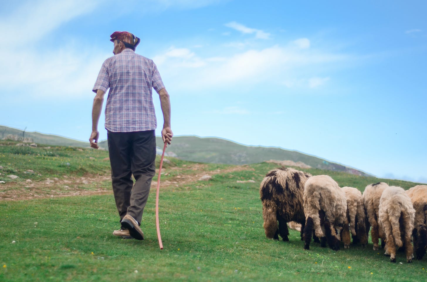 A shepherd leading his sheep over a green pasture.