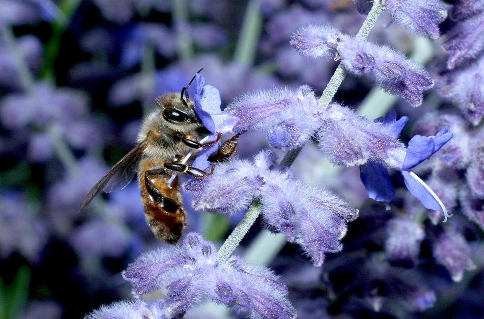 Image of honey bee on purple flower.