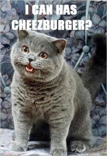 Cat asking: I can has cheezburger?