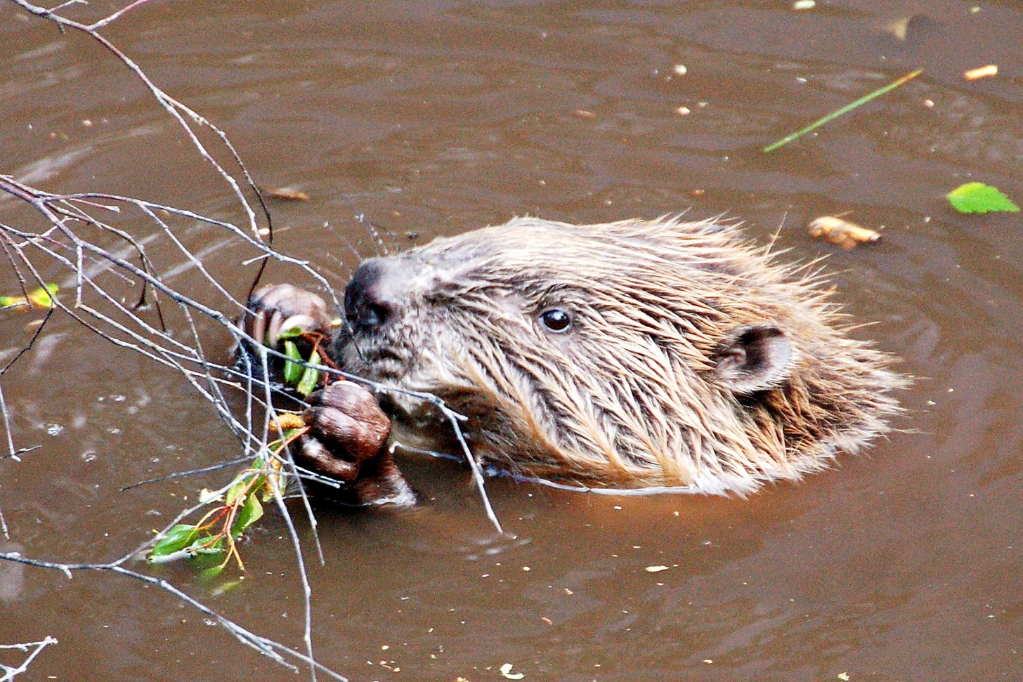 Beaver popping their head above the water, eating leaves off a twig.
