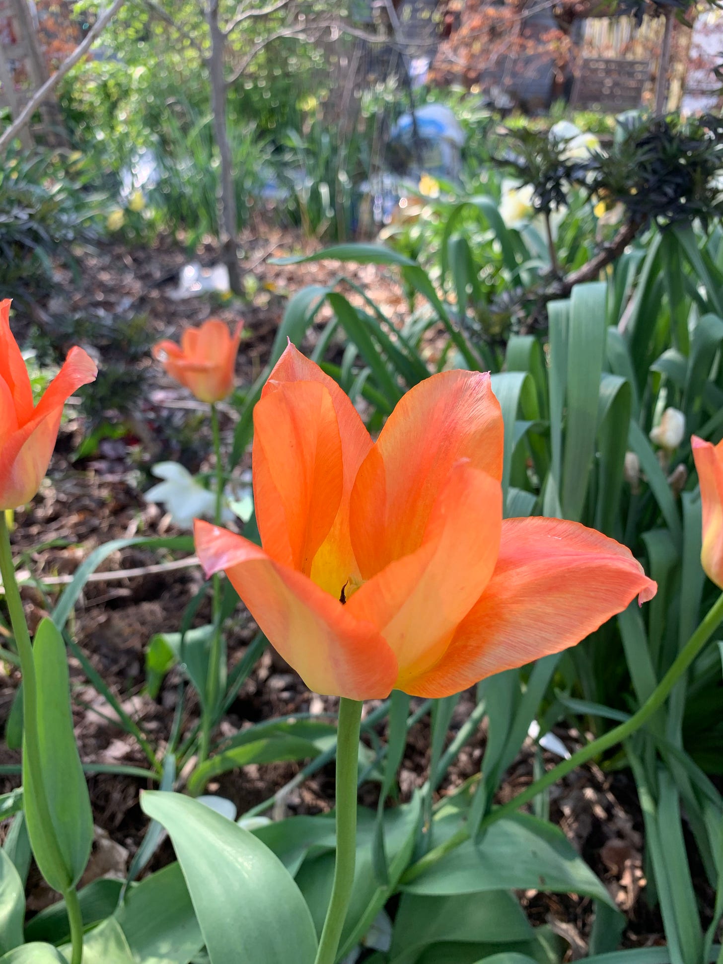 tulip in full bloom
