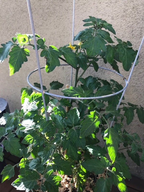 I had my boyfriend take this photo for me, because I forgot to take one before I flew out! This is the tomato plant from a few issues ago. It has doubled in height and you can see a few yellow flowers just peeking through up on the top.