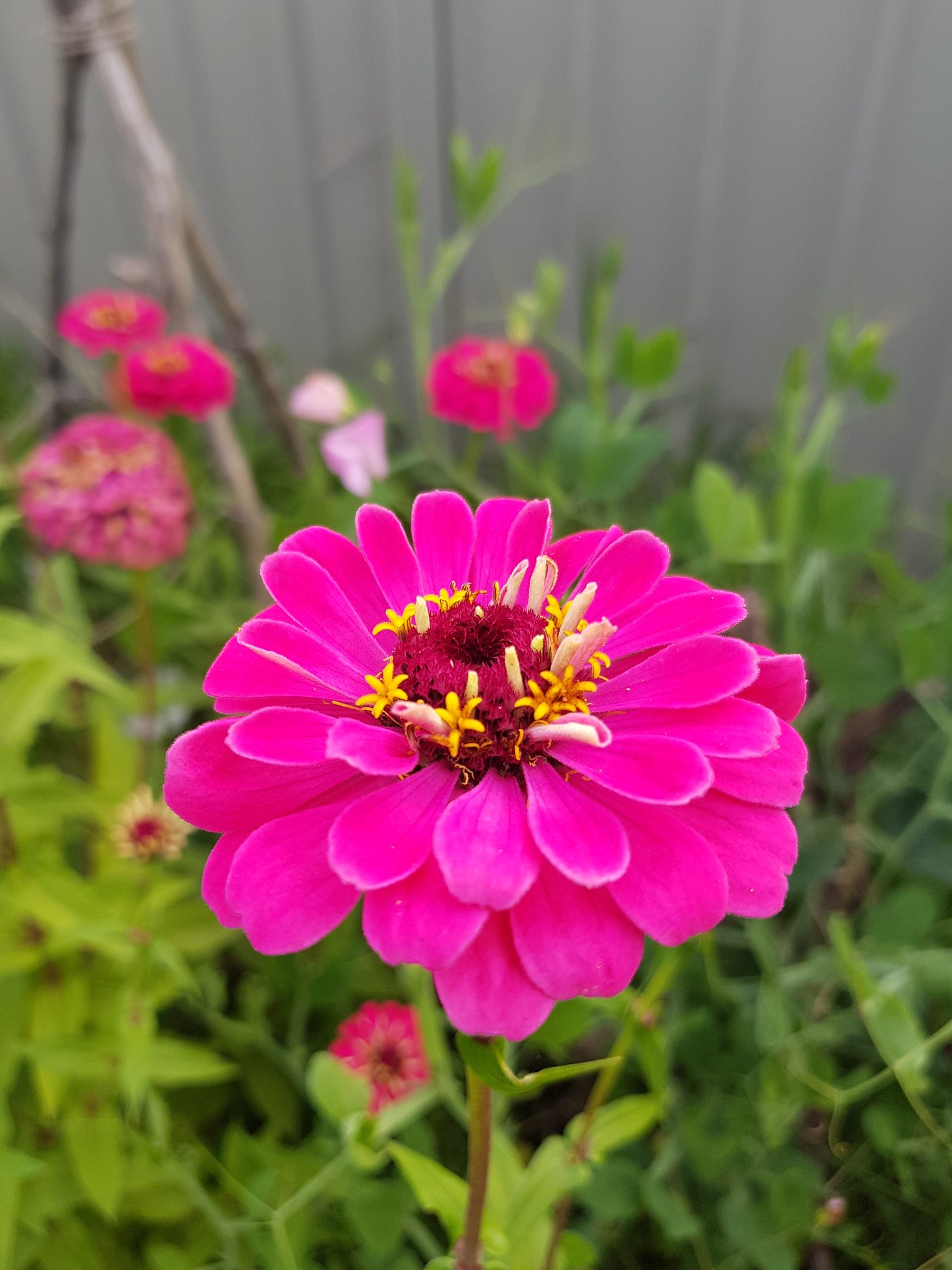 Photo of hot pink zinnia in full bloom.
