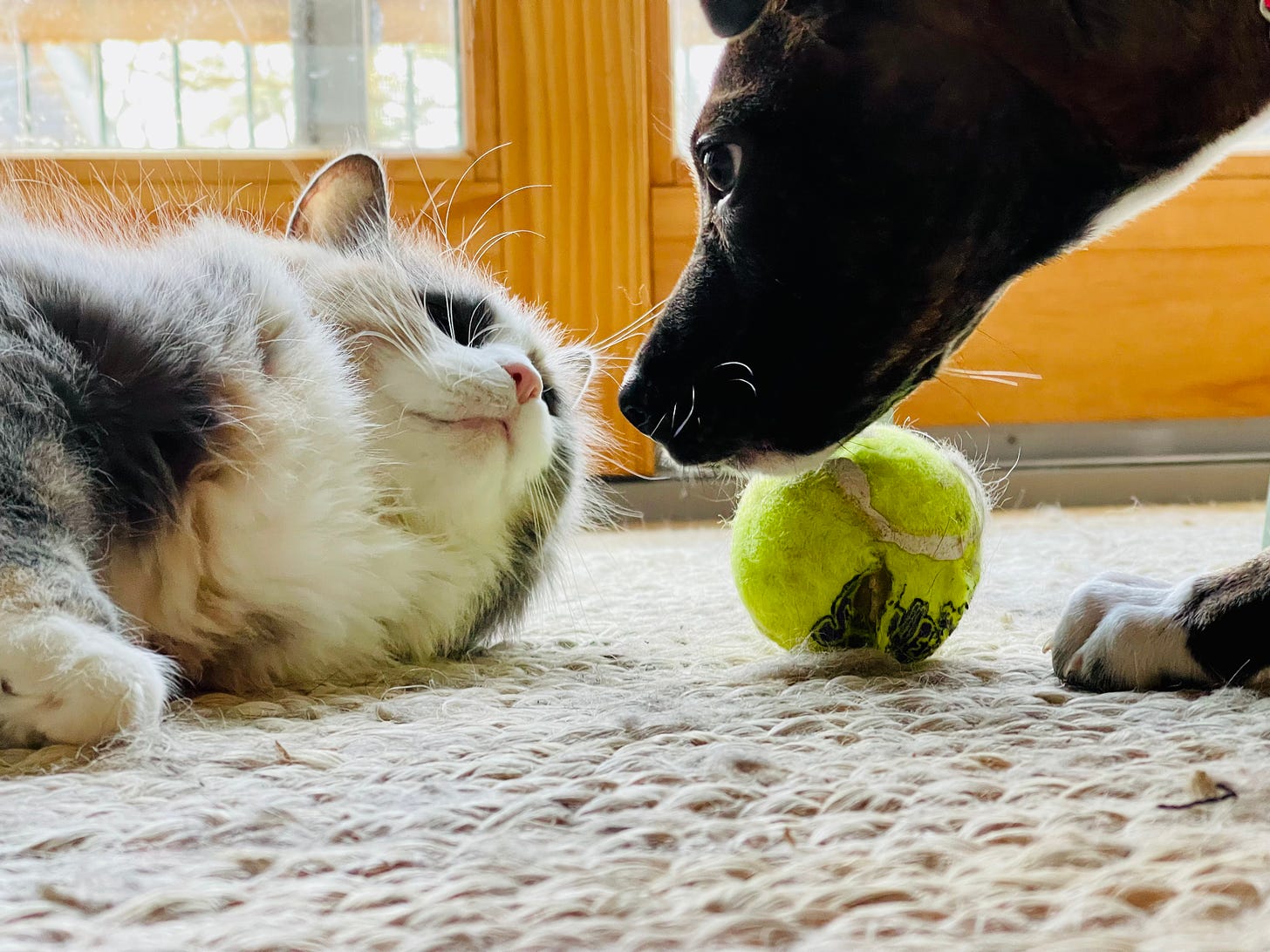 Cat and dog up close and personal, a tennis ball nearby