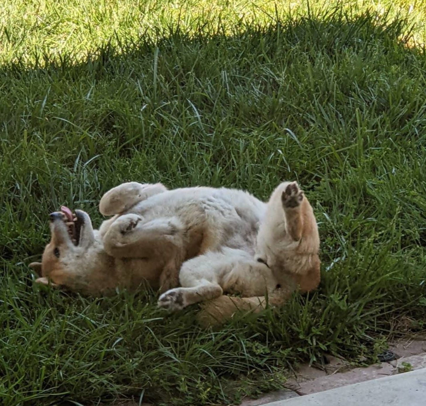 Dog rolling around in grass, free, unfettered, full of life