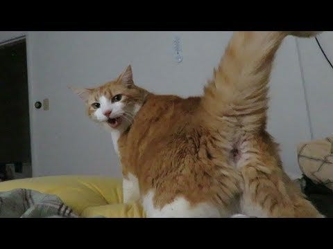 Funny Cat Butt