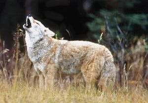 Coyote howling near Jasper, Alberta