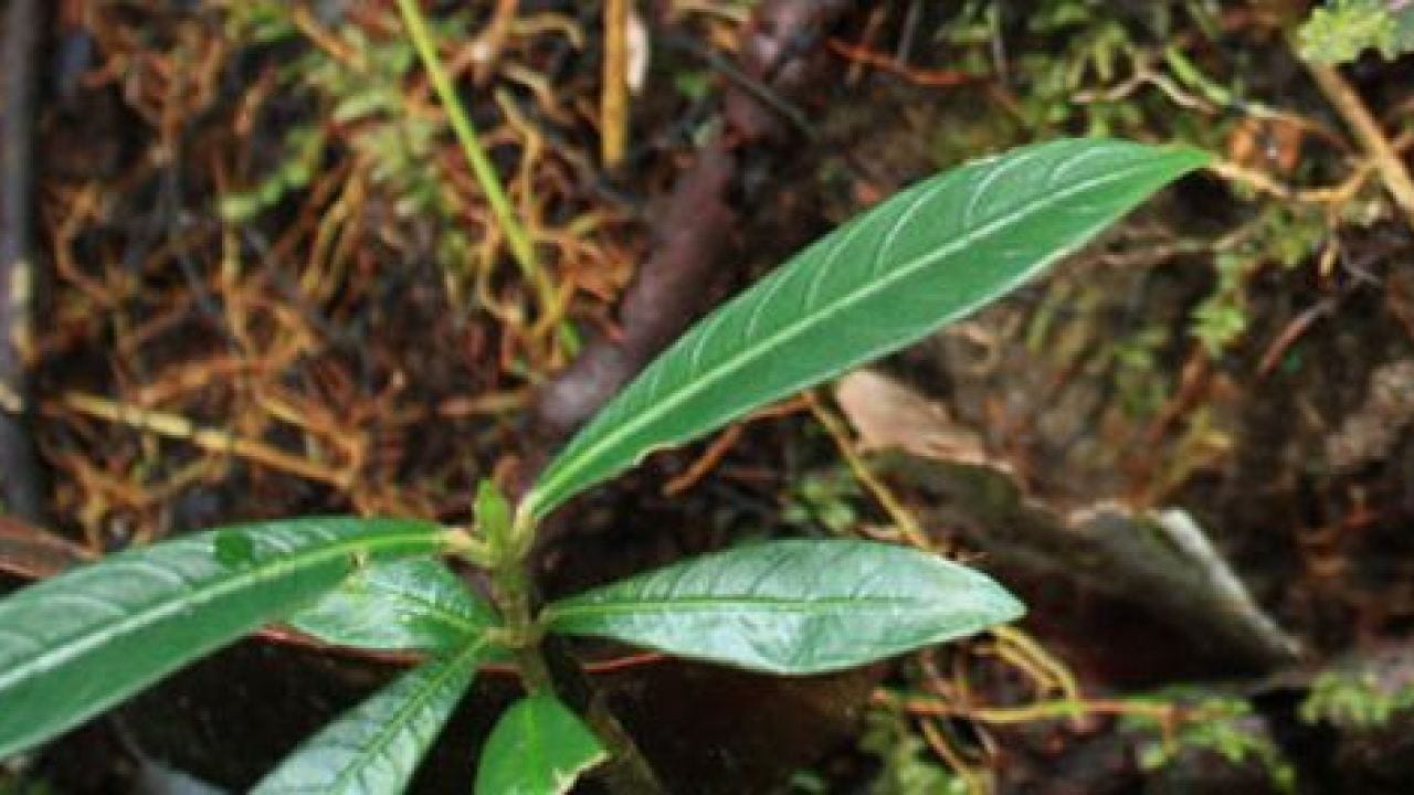 Labisia Herb Fights Candida and Aids Women&#39;s Health - Journal of Plant  Medicines