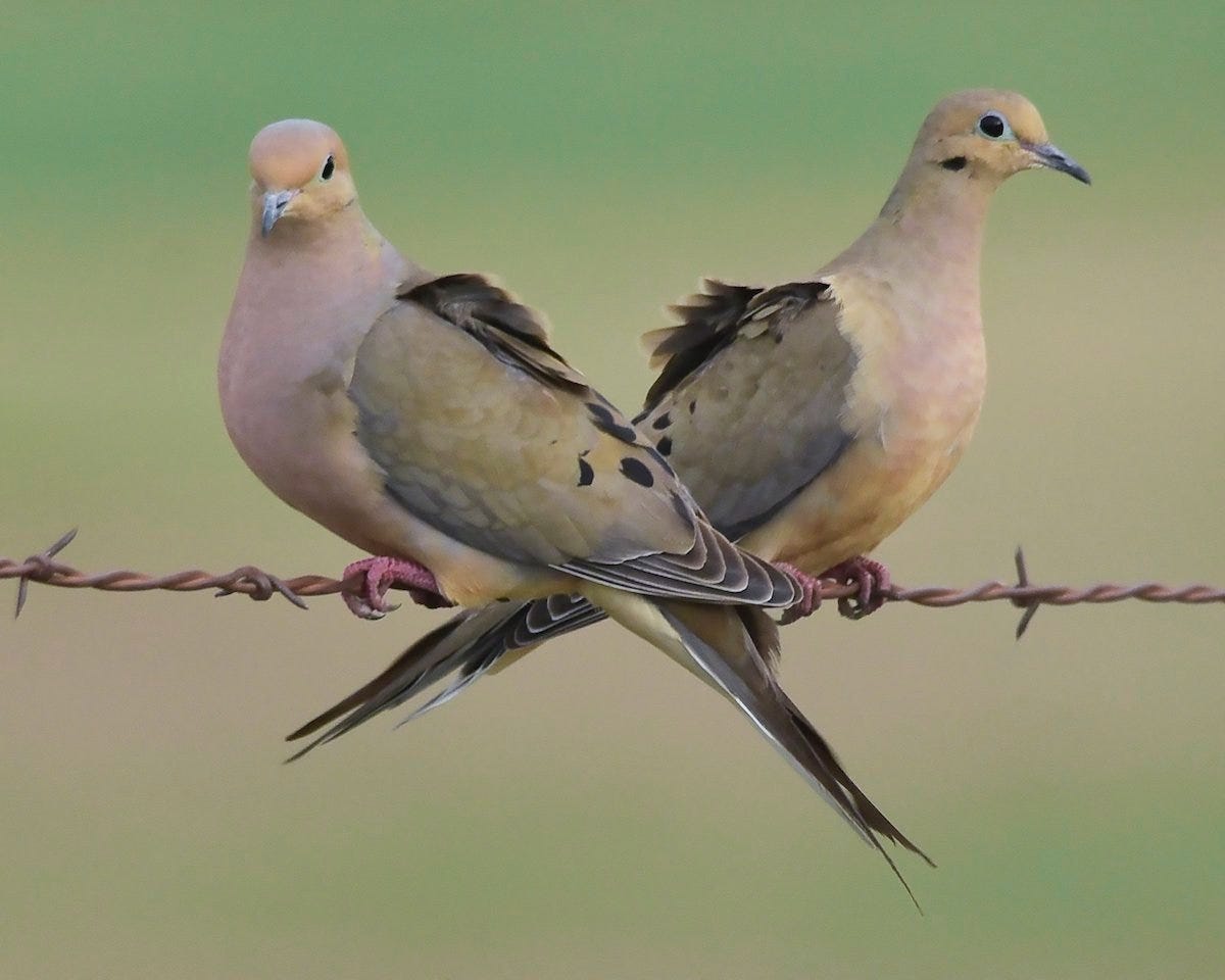 13 Fascinating Facts about Mourning Doves | Birds &amp; Blooms