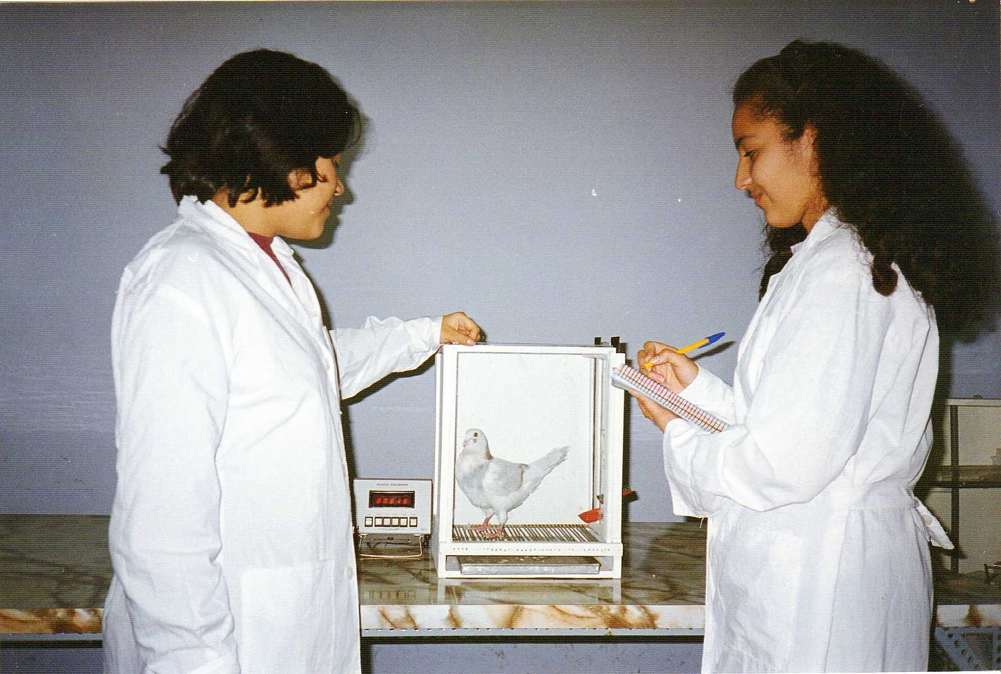 Lab researchers stand next to a pigeon in an experimental case.