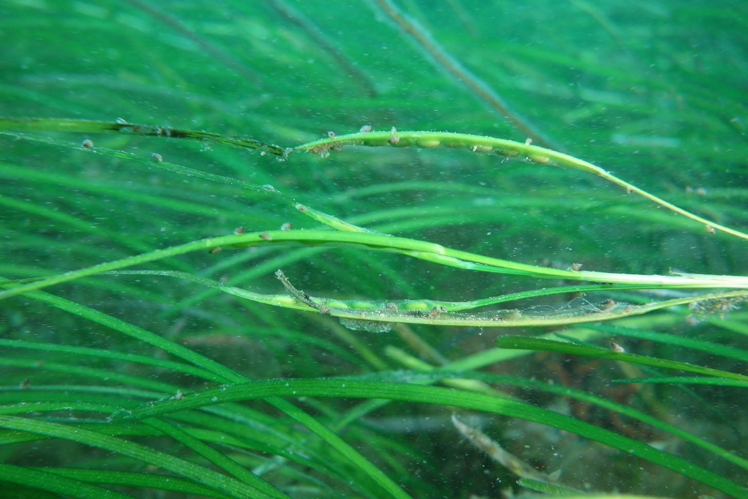 Seagrass reproductive seed shoot