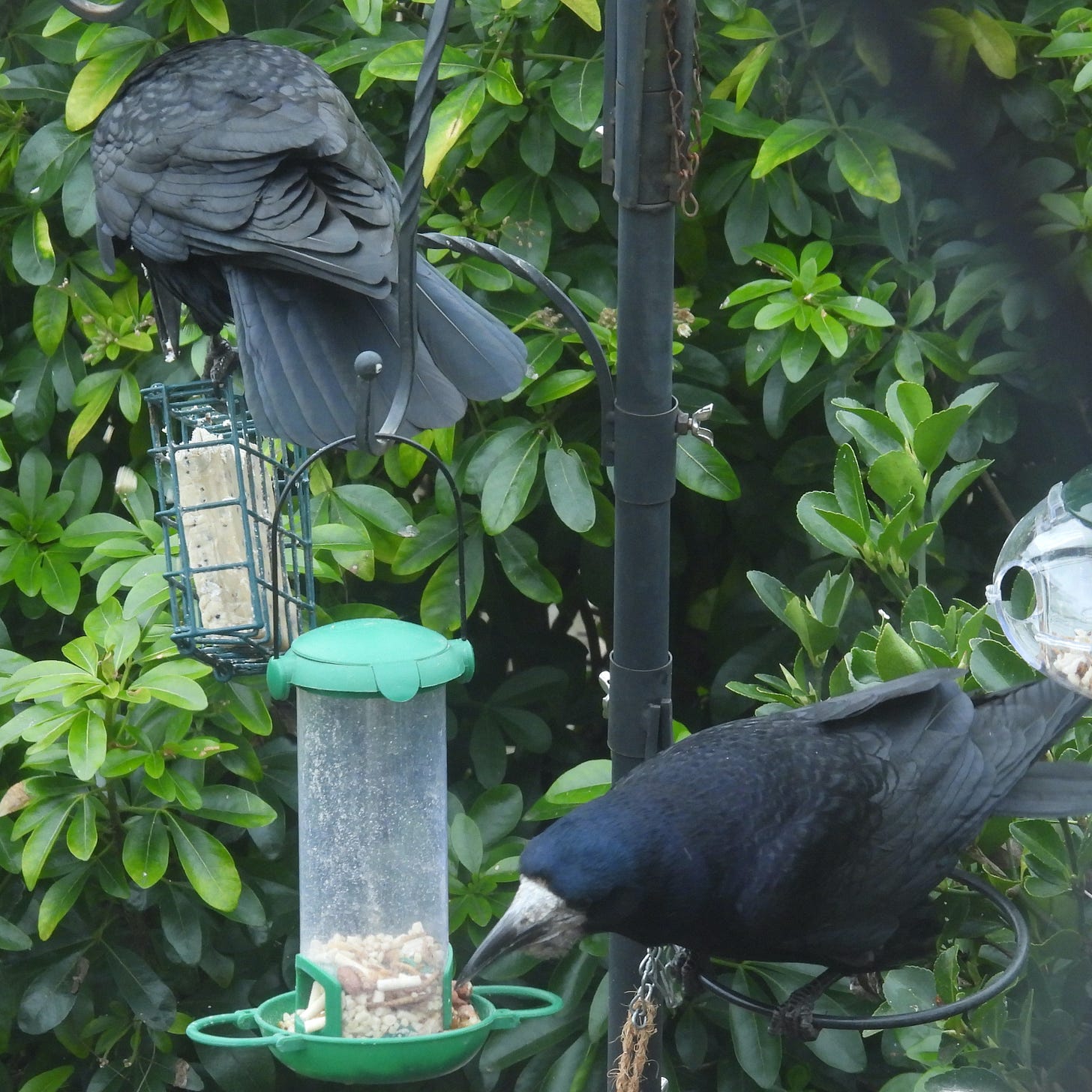 Alt text: Two Rooks on feeders - one facing to the left taking suet pellets, the other facing away on the suet block