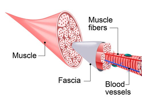 muscle anatomy