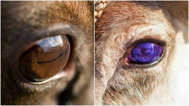 Why are reindeer eyes golden in the summer and deep blue in the winter?  Because reindeer&#39;s pupils dilate for months during winter and this blocks  the small vessels that drain fluid out