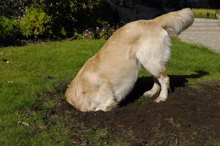 Why Does My Dog Dig? Identify And Channel Your Dog's Digging Instincts