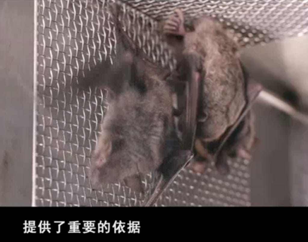 Video indicates bats kept at Wuhan lab before COVID pandemic | Taiwan News  | 2021-06-22 15:30:00