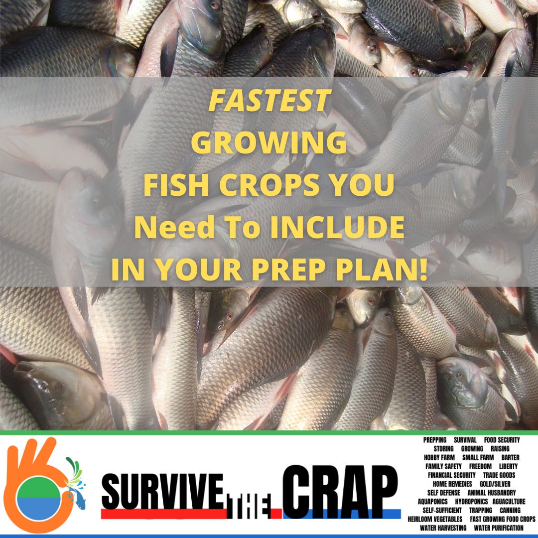 FAST FARMING - FASTEST GROWING FISH CROPS