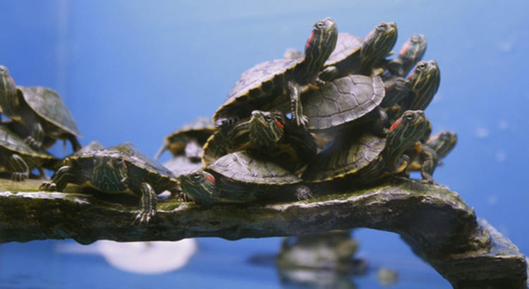 Why Do Turtles Stack? (with Pictures and Videos) – TurtleOwner.com