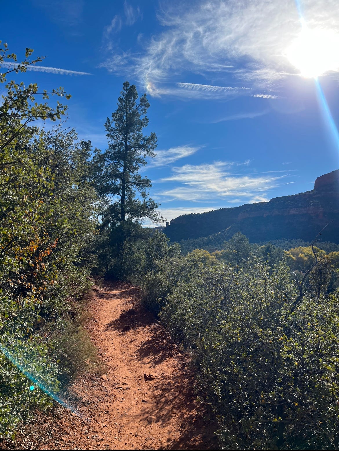 boynton canyon trail lined with trees on the left and rock walls on the right