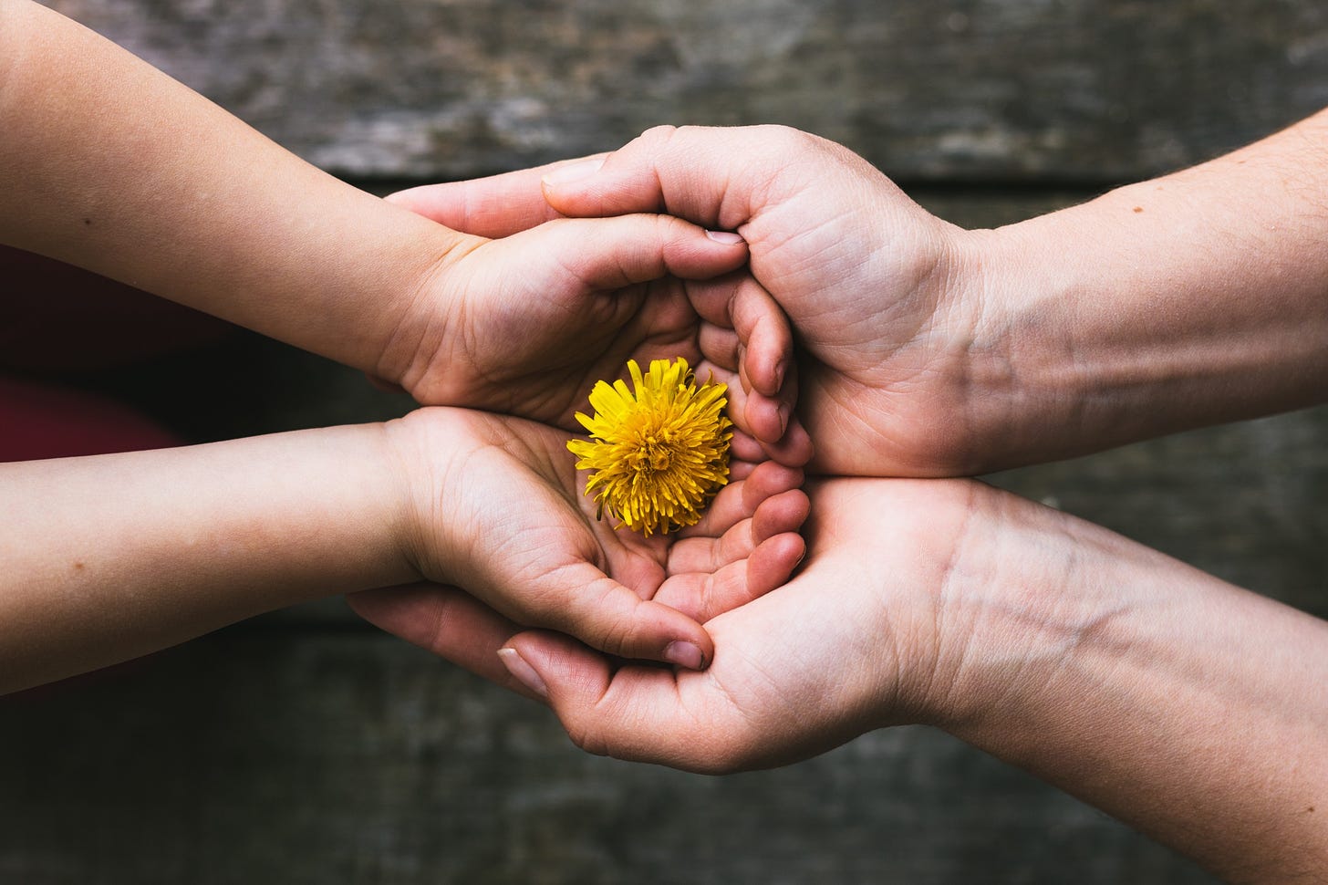 A parent holds the hands of their child inside their own. At the center is a single yellow daisy.