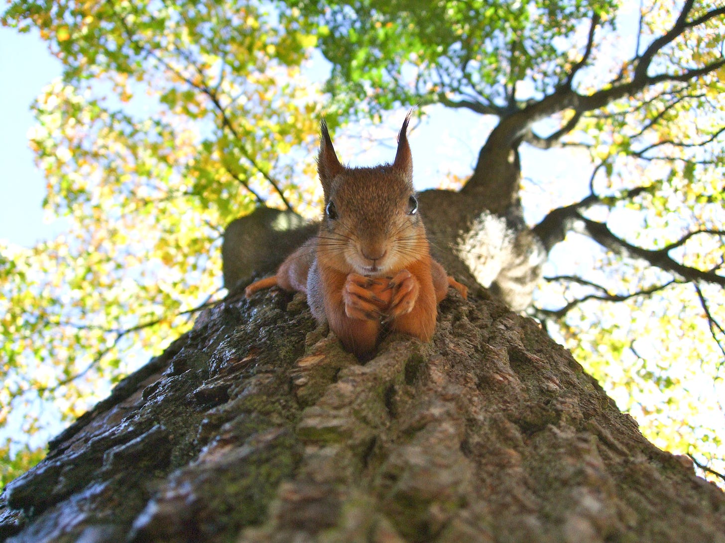 A squirrel with tufted ears holding a nut while hanging toward the ground, image captured from the ground perspective