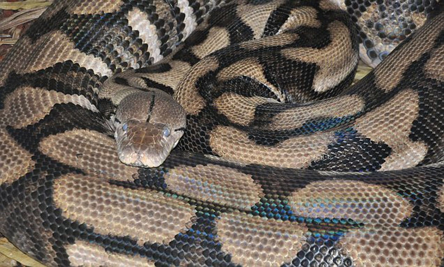 Thelma the python has a virgin birth: Longest snake species recorded  producing babies without mating for first time | Daily Mail Online