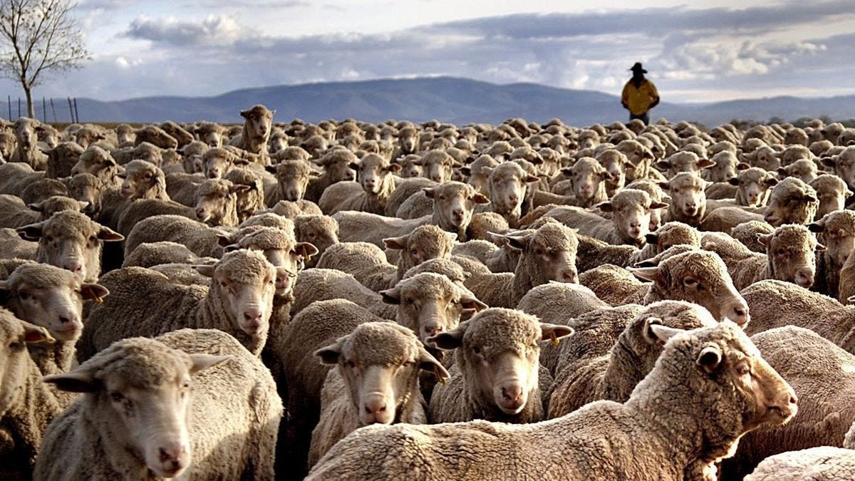 Australian sheep farmers feel the benefit as Chinese flock to buy their ...
