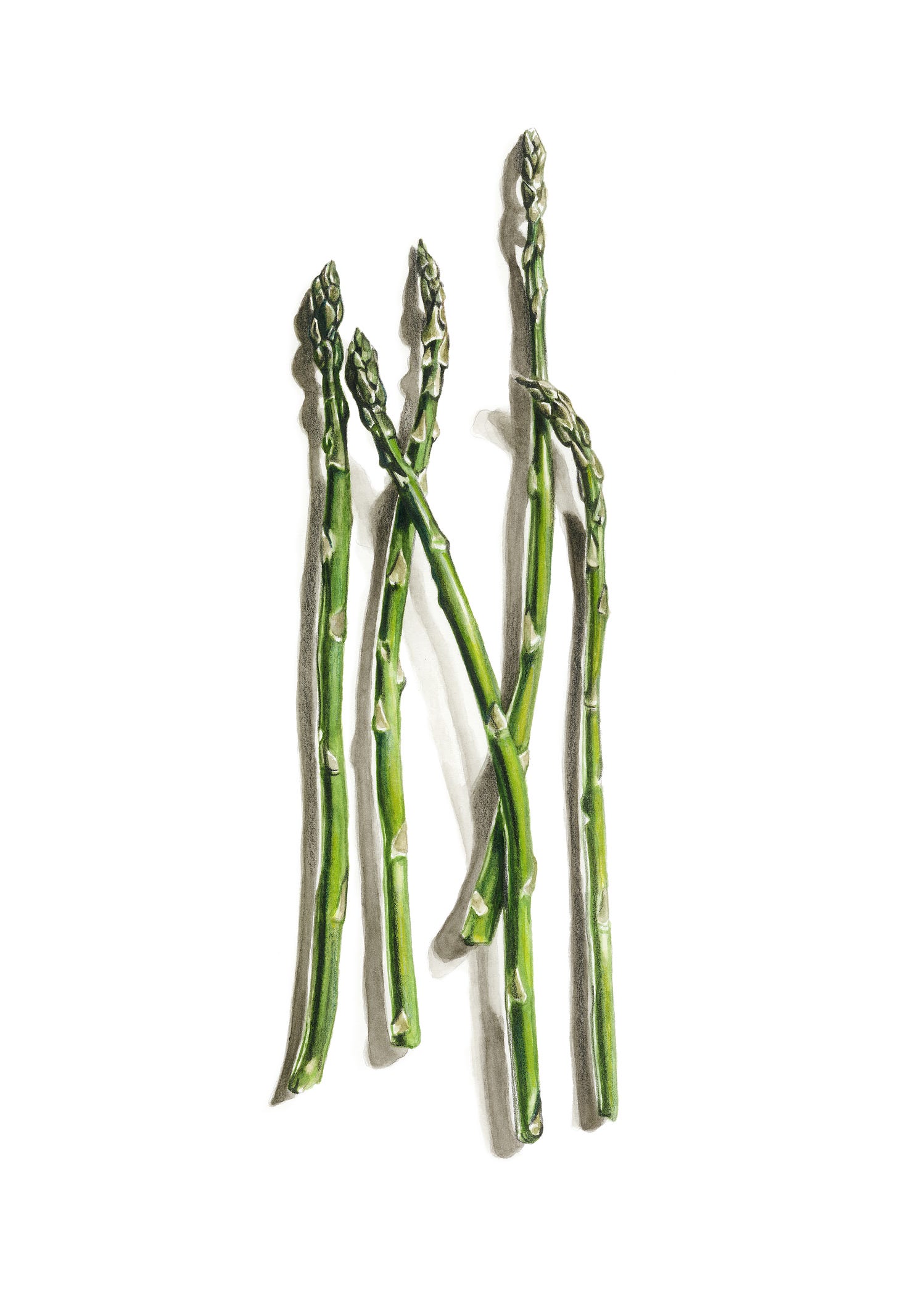 asparagus in watercolor