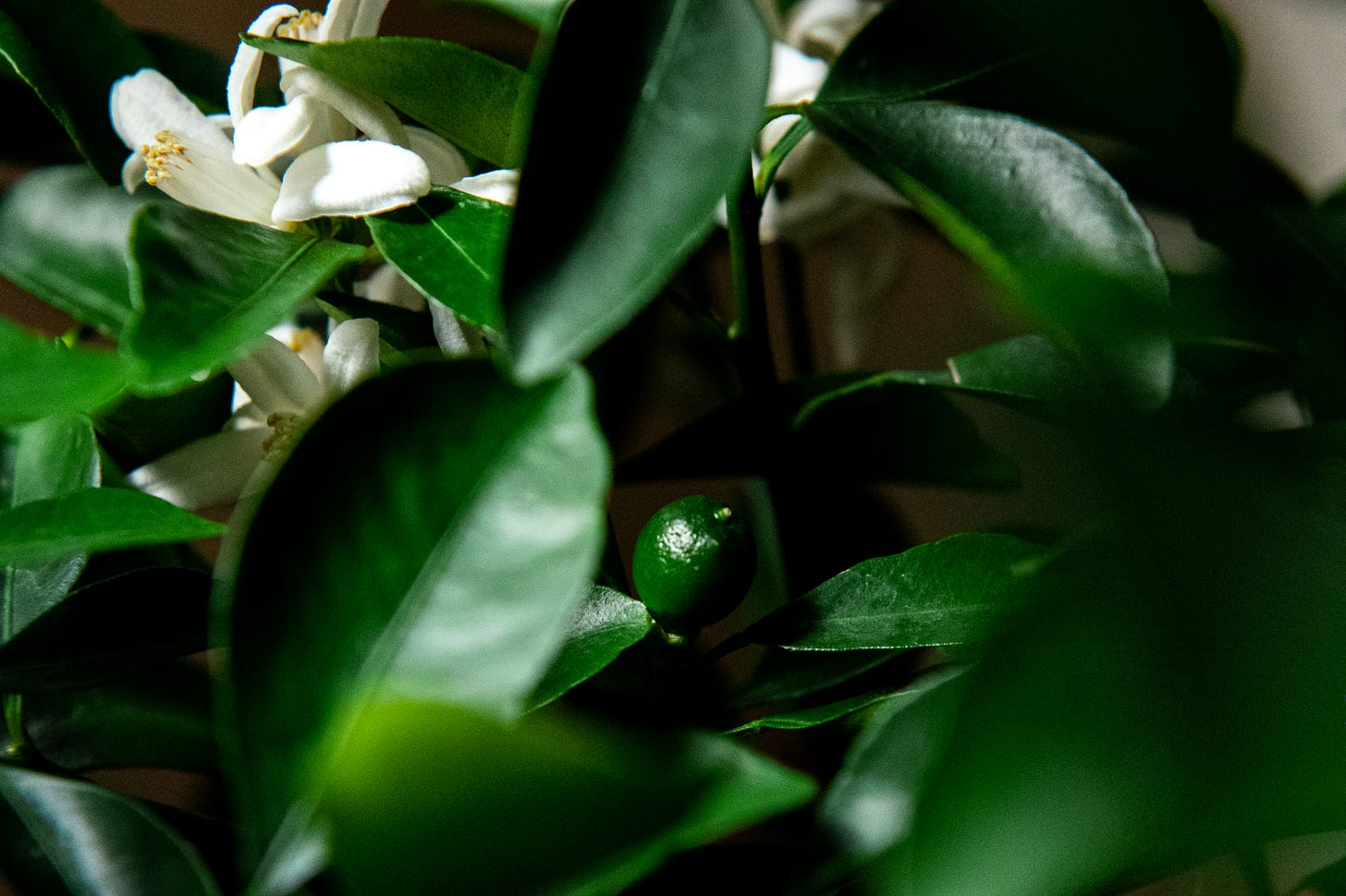 ID: Up close photo of small green calamansi fruit, still immature, growing on the tree
