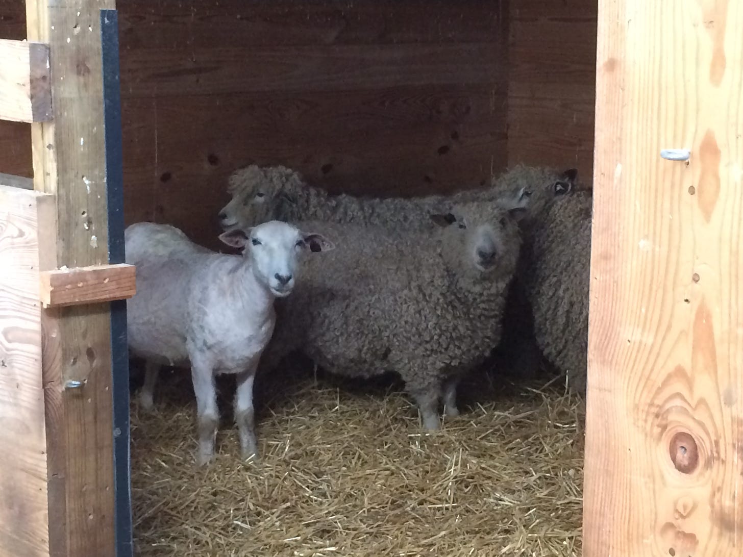 One shorn sheep, and 3 unshorn sheep in a barn