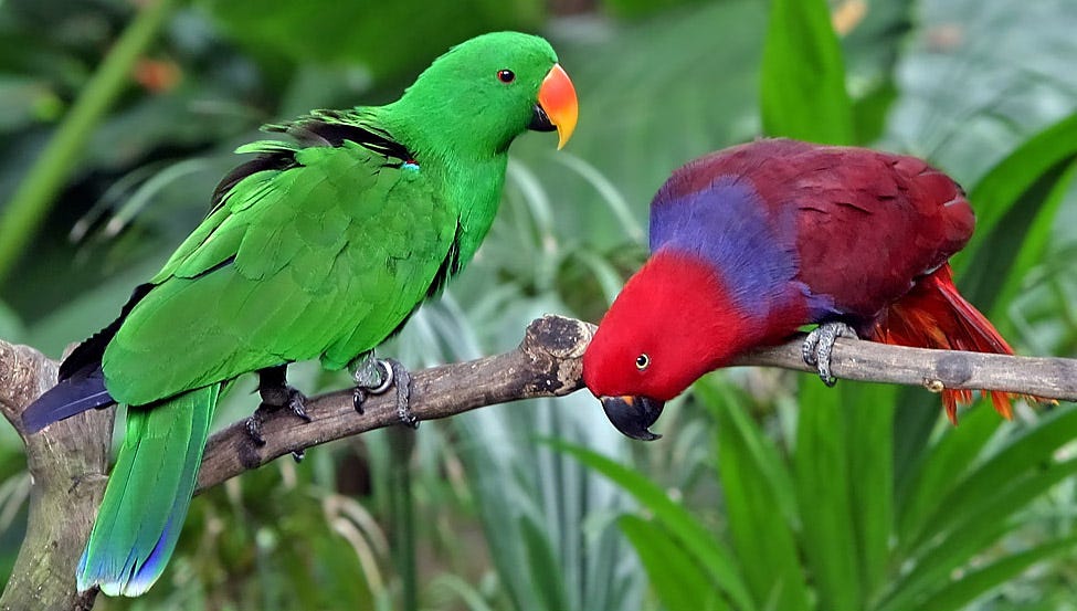 Eclectus parrot - Wikipedia